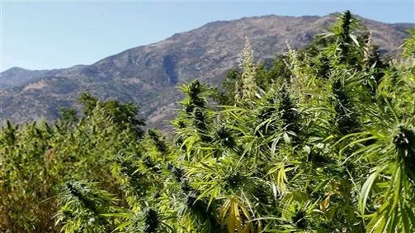 آفاق التجارة المشروعة للقنب الهندي في المغرب