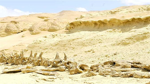 سياحة عبر ملايين السنين في «وادى الحيتان»|||