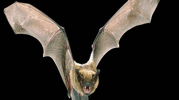  "بات سينس" (bat-sense) يمكن استخدامه لتتبع المرضى في دور رعاية المسنين، بل وحتى تتبع صعود وهبوط صدر المريض للبحث عن التغييرات في التنفس، وفق الباحثين.