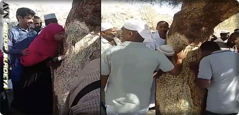 السلطات السعودية تزيل شجرة "النبوة" في ميسان