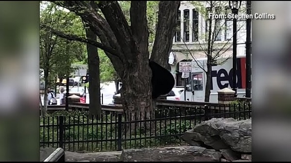 دُب عملاق يتجول في شوارع مدينة أمريكية|||
