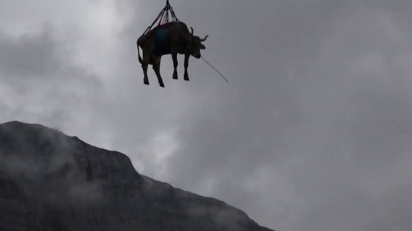 10 أبقار في رحلة جوية خاصة وسط سويسرا