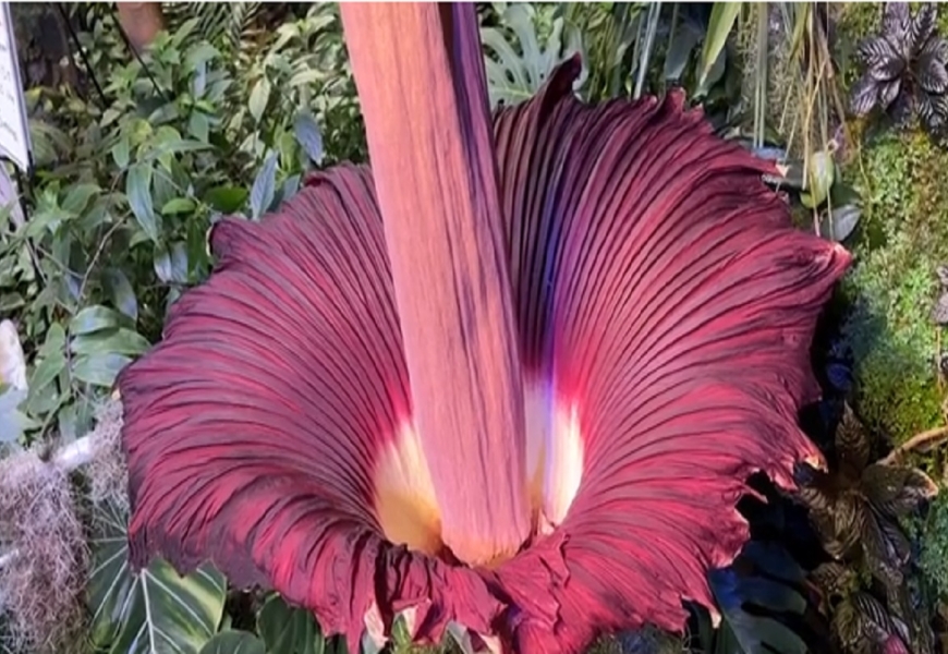  جميلة لكنها نتنة... تعرف على زهرة الجثث 