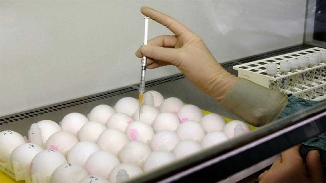 علماء يقتربون من تطوير دجاج ينتج بروتينات طبية داخل البيض: ثورة في إنتاج الأدوية