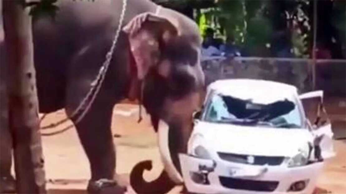 أفيال المعابد تقتل.. حوادث دامية تهز ولاية كيرالا وتجدد الجدل حول استخدام الحيوانات في الطقوس الدينية